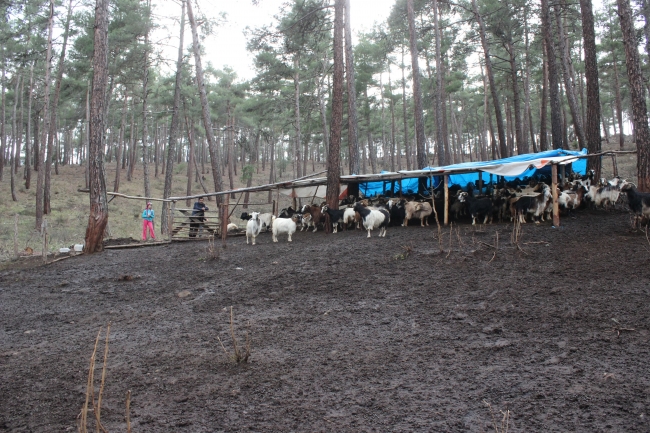 34 yıldır ormanda keçileriyle birlikte yaşıyorlar